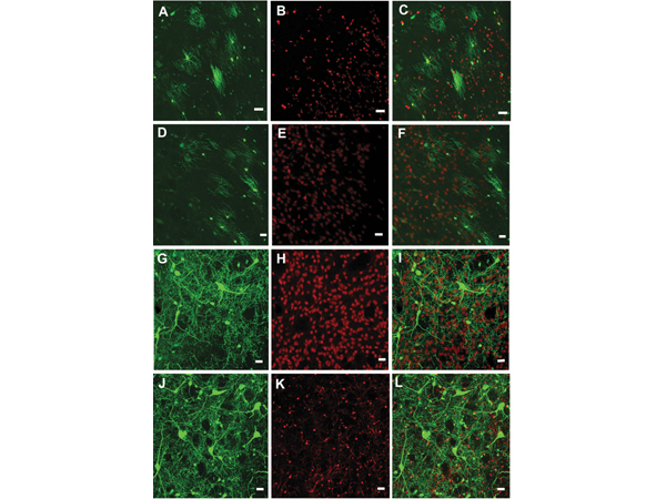 Immunofluorescence using GST Biotin